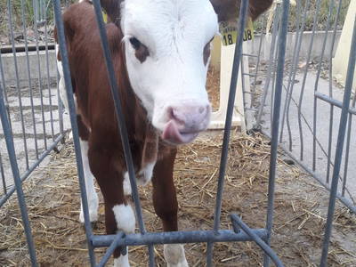 Bild 6 aus  Wendelhof