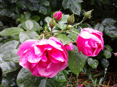 Bild 7 aus  Reitsport Wikner