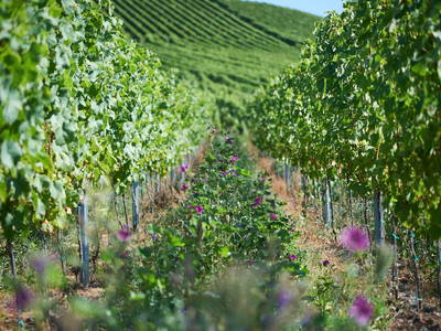 Bild 16 aus  Ferienweingut Willems, Maria Willems