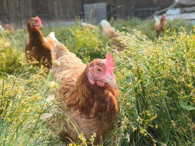 Bild 6 aus  Leverenzhof