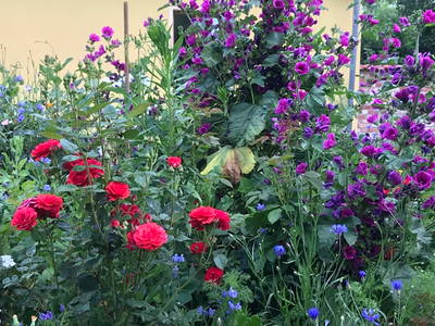 Bild 9 aus  Hollerhof-Oderbruch