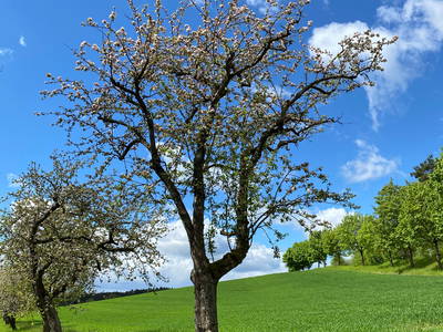 Bild 28 aus  Hanauerhof