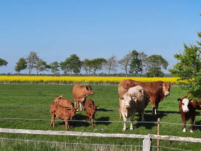 Bild 21 aus  Ferienhof Martens