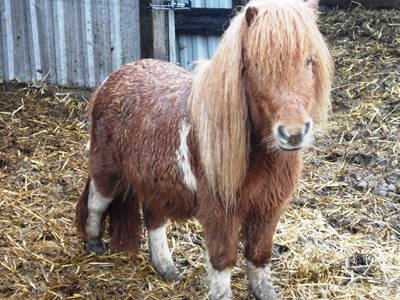 Bild 12 aus  Hof Schlossblick  " der etwas andere Bauernhof "