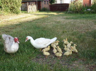 Bild 4 aus  Hof Havelarche