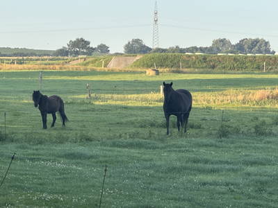 Bild 7 aus  Hof Belvedere an der Ostsee