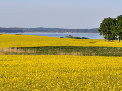 Bild 5 aus  Inselcamp Rügen