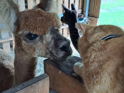 Bild 14 aus  Tiny House trifft Alpaka-Traum – Natururlaub mal anders!