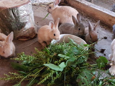 Bild 17 aus  Ferienhof-Marx