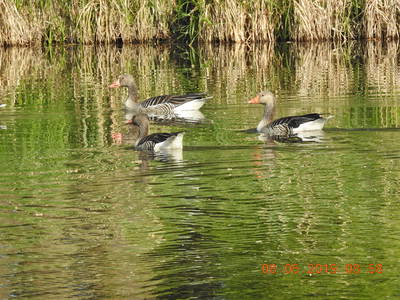 Bild 6 aus  Gut Burghof