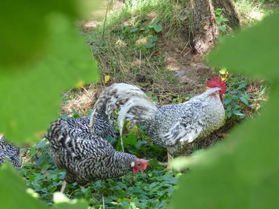 Bild 18 aus  LandSelection Märchen-Kinderbauernhof Ponyhof  -  Weidelshof                    Kassel-Edersee-Berge