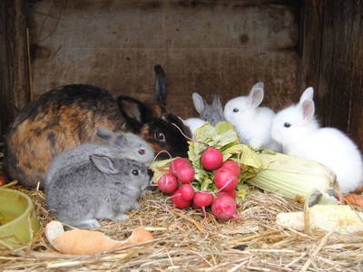 Bild 7 aus  Hof Münkenland