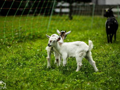 Bild 19 aus  Beim Schmied