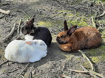 Bild 39 aus  Ferienhof Severin