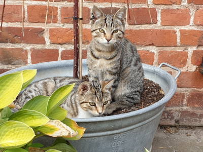 2 Katzen im Blumentopf
