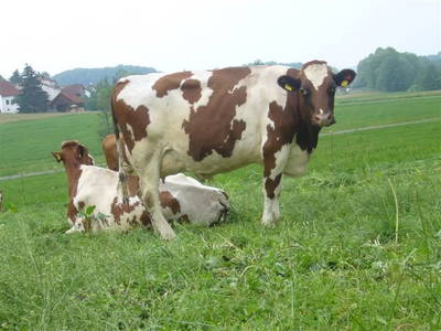 Bild 17 aus  Rhöner Haflingerhof