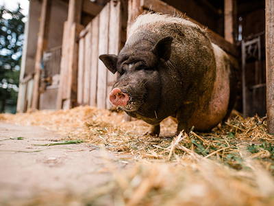 Bild 5 aus  Bernwieserhof