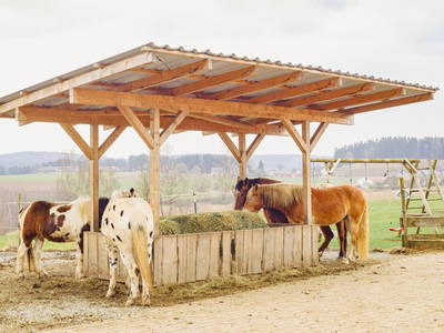 Pferde im Offenstall