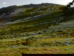 Bild 13 aus  Kirnermartes Hof