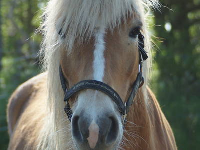 Bild 28 aus  Landhaus Ibs, direkt an der Nordsee