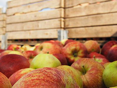 Bild 9 aus  Obst- und Ferienhof Ragg