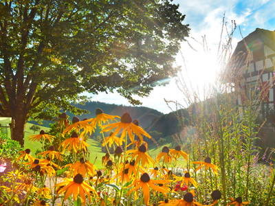 Bild 9 aus  Vogtbenedikthof im Schwarzwald