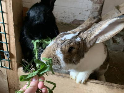 Bild 33 aus  Ferienhof Ritter im Harz