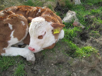 Bild 25 aus  Lindenhof