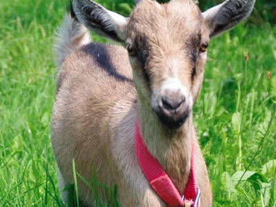 Bild 15 aus  Ferienhof Moosreiten