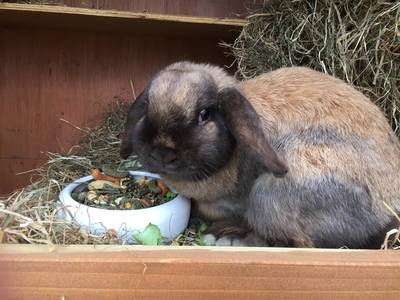 Bild 22 aus  Ferienhof Marquardt