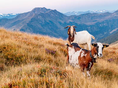Bild 32 aus  Ferienwohnungen Perfeldhof