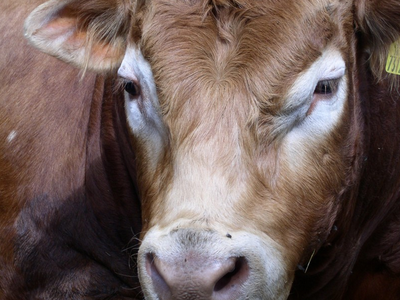 Bild 12 aus  Unterschöpferhof