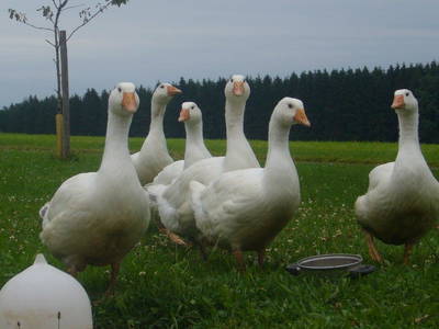 Bild 83 aus  Allgäu Bergferienhof