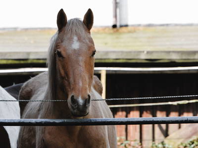 Bild 25 aus  Landhotel Rehedyk