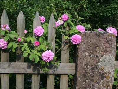 Bild 33 aus  Backhaus Grüntal