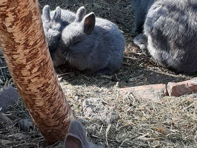 Bild 27 aus  Bauernhof Itzen