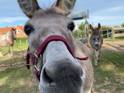 Bild 16 aus  Ostsee Ferienhof Kluvetasch