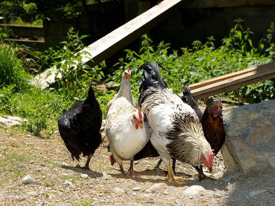 Bild 11 aus  Martenhof