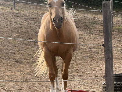 Bild 5 aus  Ferienwohnung Pferdezucht Bickenalb