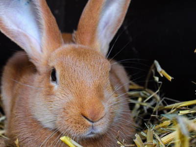 Bild 44 aus  Landgasthaus Hoffmann