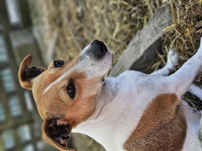 Bild 20 aus  Hinrich's Ostsee Bauernhof