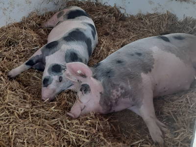 Bild 53 aus  Familienbauernhof Faß