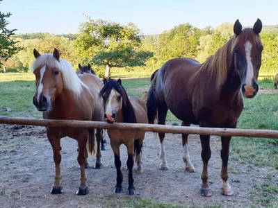 Bild 7 aus  Gutshof Hungerburg