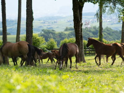 Bild 8 aus  Nofnerhof