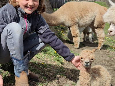 Bild 8 aus  Appartement Birkenhof - Urlaub mit Pferden und Alpakas