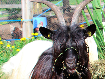 Bild 9 aus  Moserhof