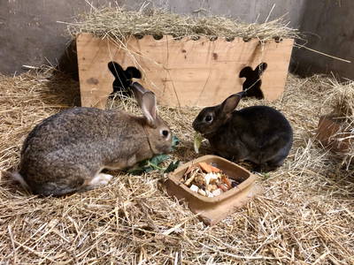 Bild 9 aus  Braunsberger Höfe