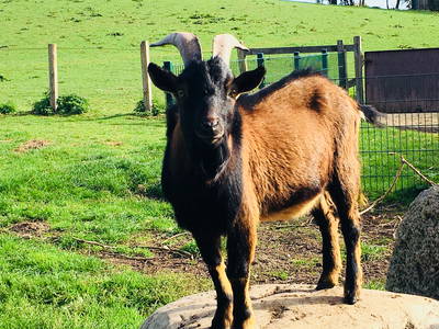 Bild 6 aus  Ferienhof Messer  Bauernhofurlaub  Ostseenähe  Ponys