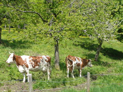 Bild 18 aus  Der Adlerhof