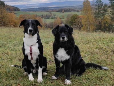 Bild 23 aus  Arabian Harmony